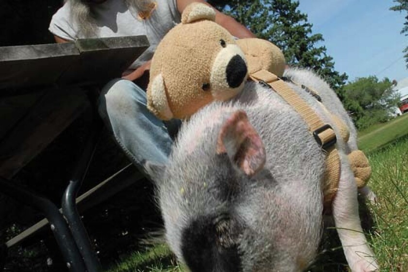 41198+200909010901-pig-Guthrie.jpg