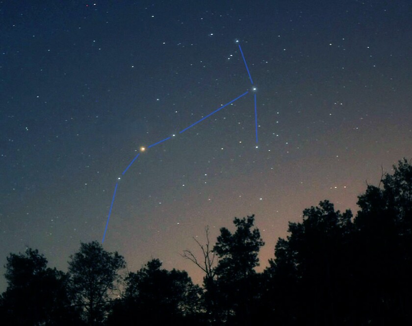 Scorpius head