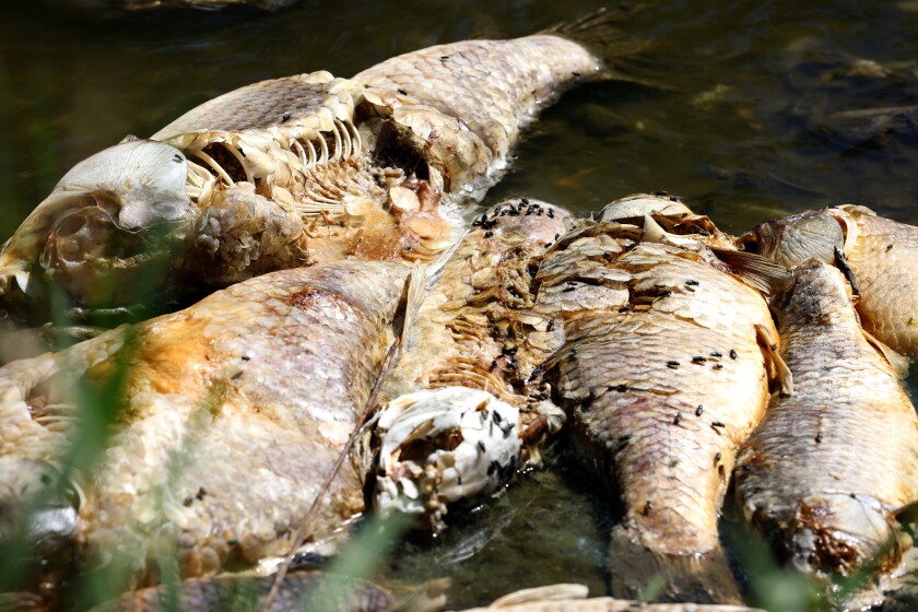 Low water levels and high temperatures resulted in a fish kill below the Lake Bella outlet pond last week on the Ocheyedan River.