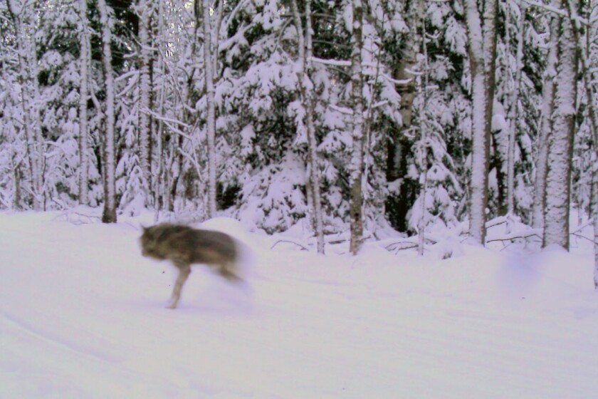 Tribal lands offer sanctuary for Minnesota wolves