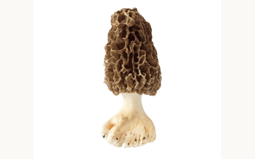 morel web.jpg