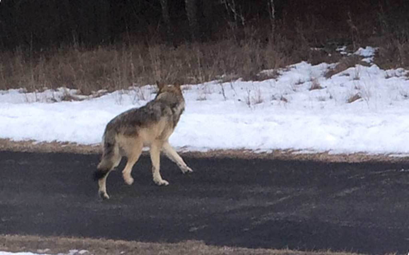 Wolf Injuries Injured Baxter timber wolf likely healthy, not a threat - Brainerd ...