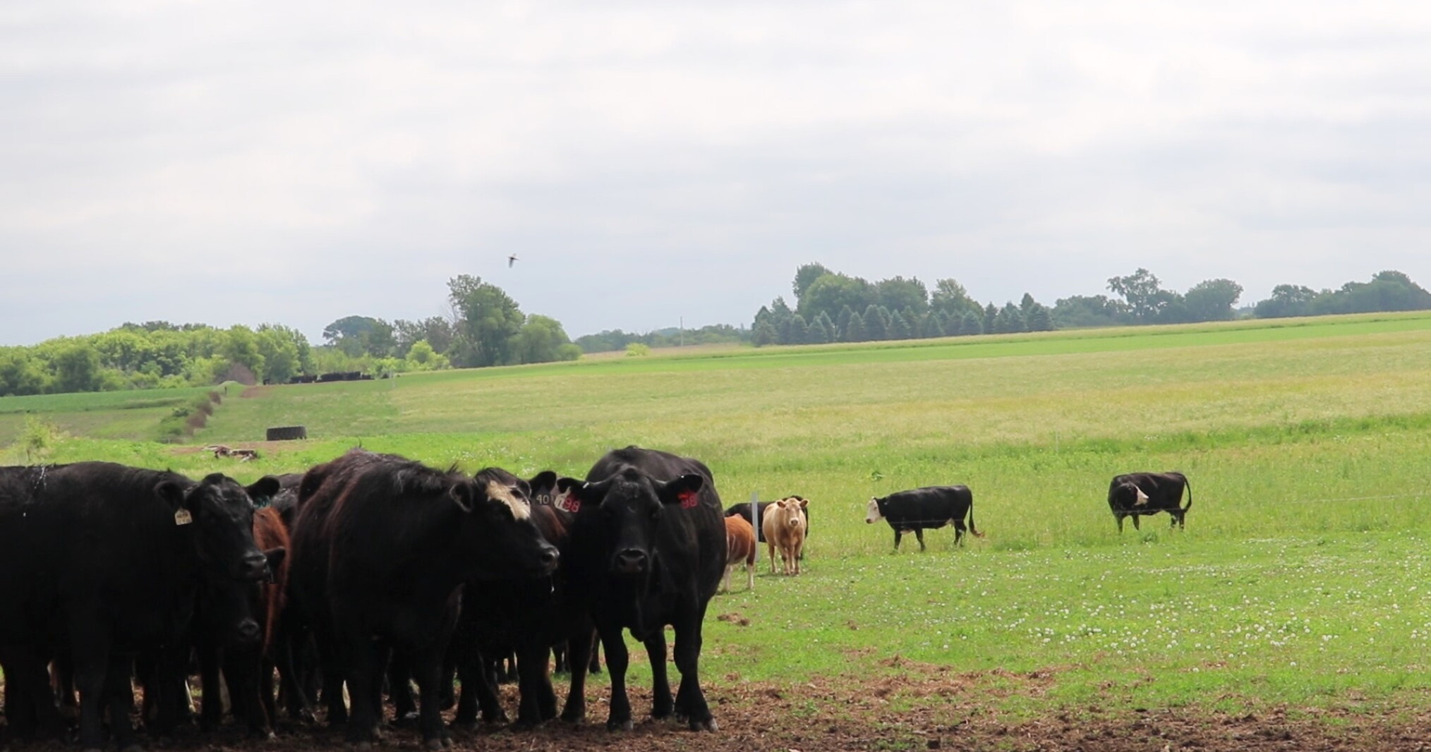 Southeast Minnesota grazier turns cattle pastures into grassland bird habitat