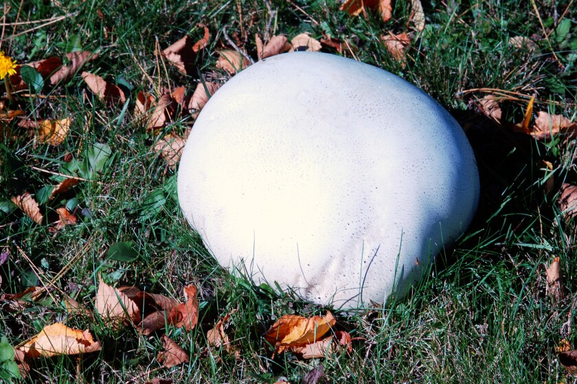 Northland Nature: Giant puffballs captivate among fall fungi - Duluth ...