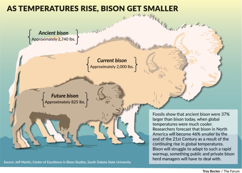 080622.N.FF.SHRINKINGBISONweb-01.jpg