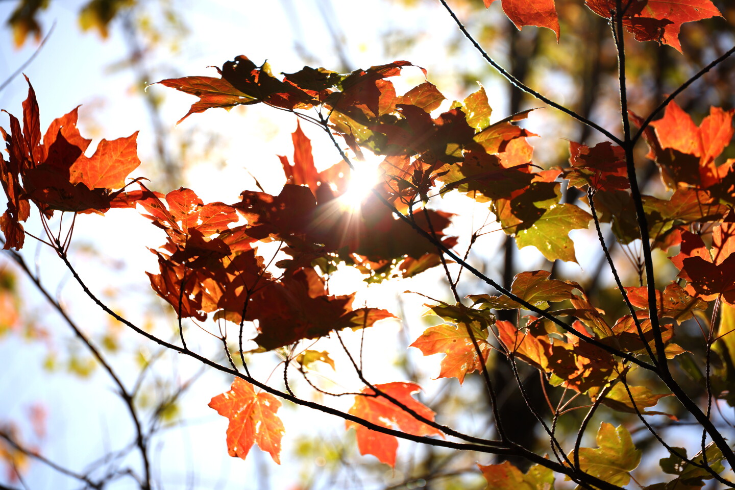 Photos and video: Fall colors near peak bring visitors up North Shore ...