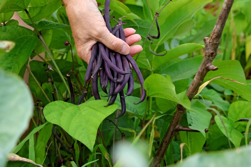 close up of a hand picking purple beans from a garden.