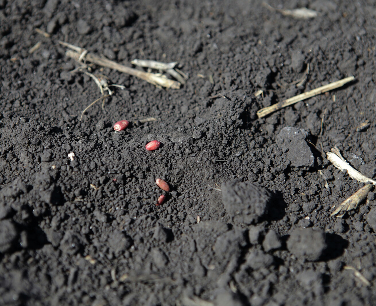 Hinge Planting Planting hinges on a multitude of factors - Agweek | #1 source for ...