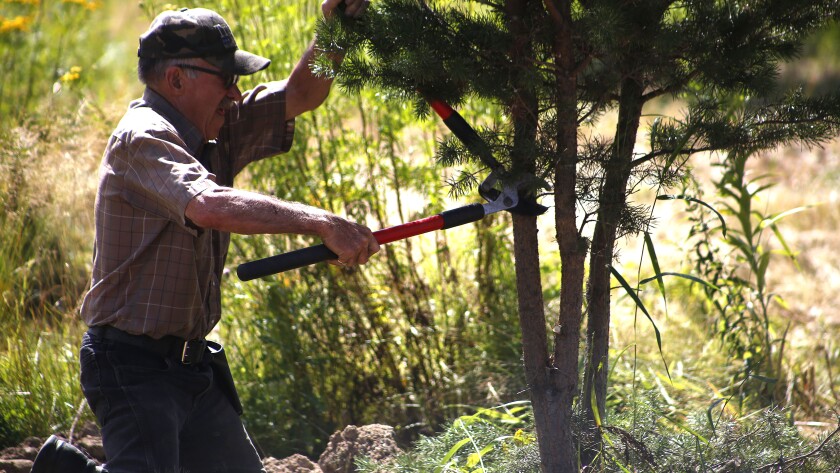 Man cuts branches from a bush.