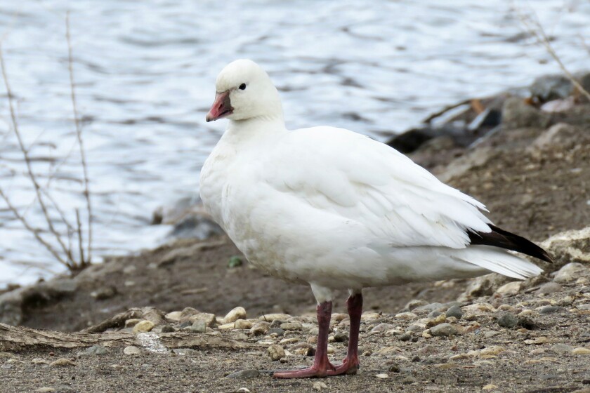 Ross's Goose