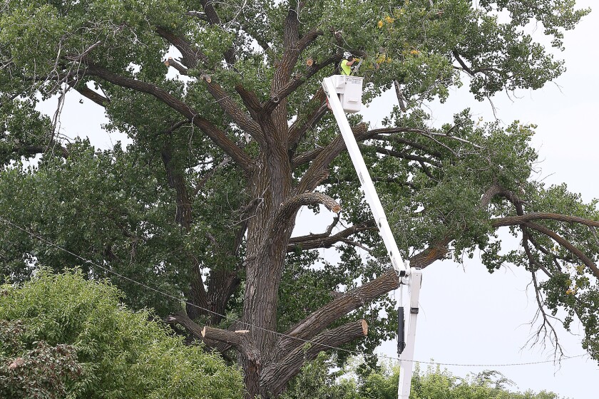 tree trimming 080222.jpg