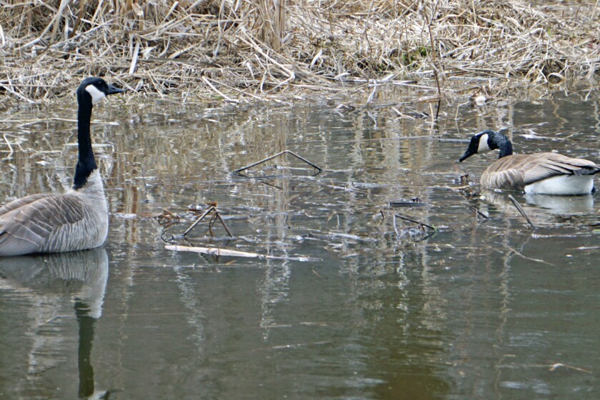 3264073+040417.N.JS_.Geese_.jpg