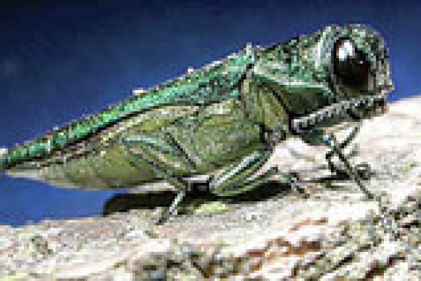 Emerald ash borer
