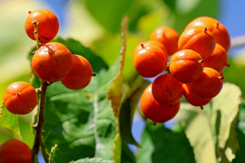 Fall Berry Color A different kind of fall color - Brainerd Dispatch | News, weather ...