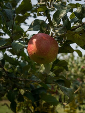 Sekapp Orchard