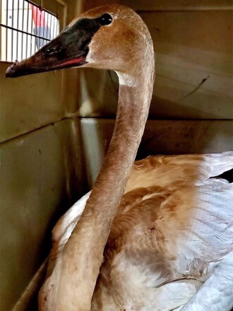 043022.O.PRE.TrumpterSwan.jpg