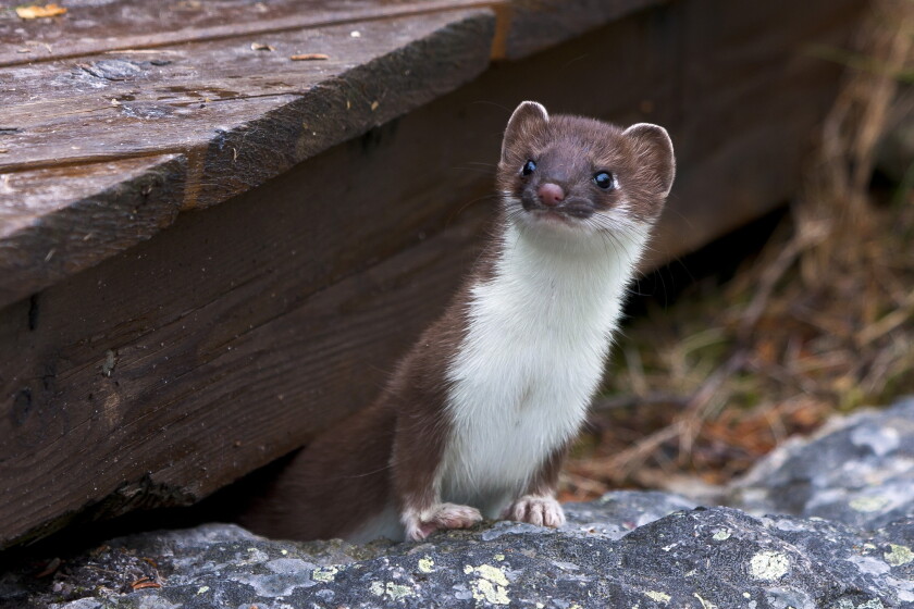 Amazon Weasel BLANE KLEMEK OUTDOORS: Weasels are interesting, widespread creatures ...