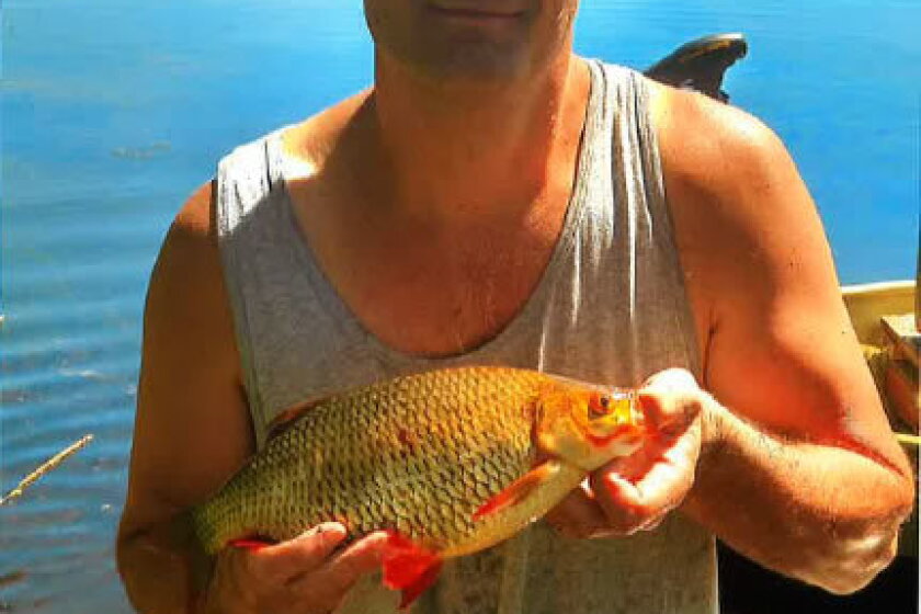 Pa European Rudd Six fish species of state records set thus far in 2016 - Mitchell ...