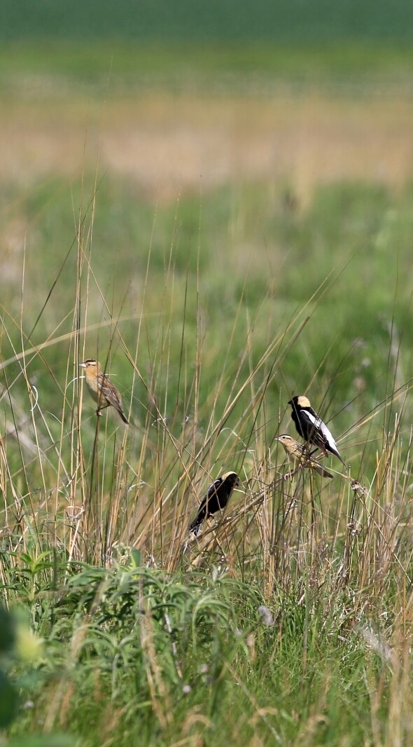 070321.NO.DG.TOUCHTHESKY Bobolinks S8.jpg