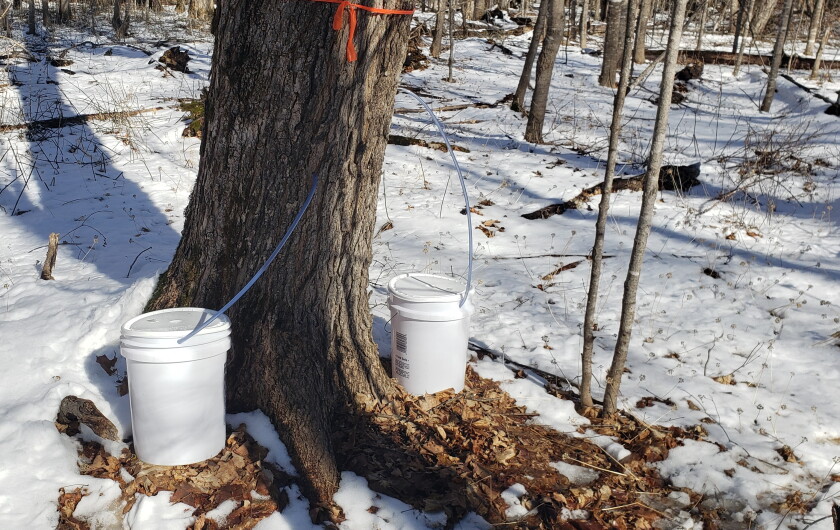 Spring Maple Tree Tapping Tapping maple trees for syrup a rite of spring in the Red River Valley
