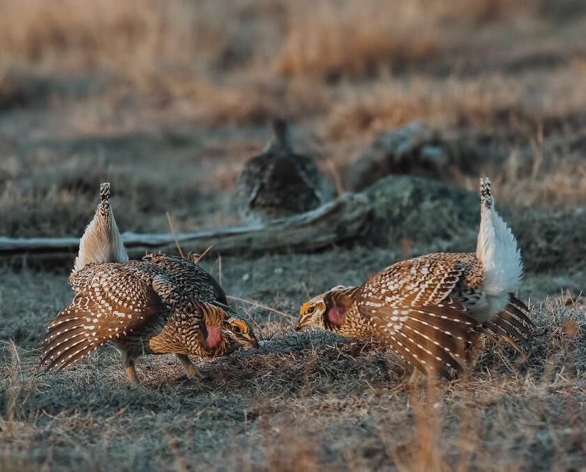 Sacred-Lek-–-A-Sharp-tailed-Grouse-Film-3.jpg