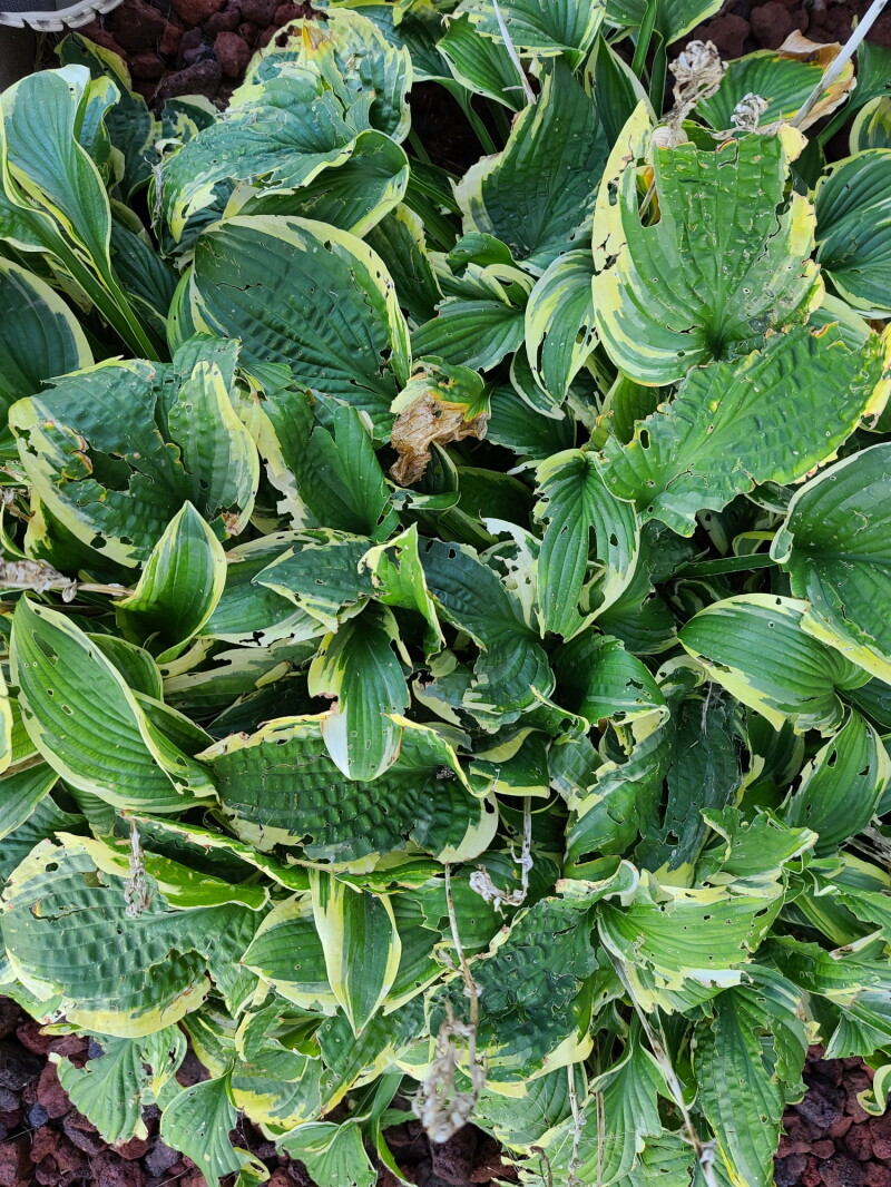 Hosta Questions Fielding Questions: What's causing the holes in my hostas? - InForum ...