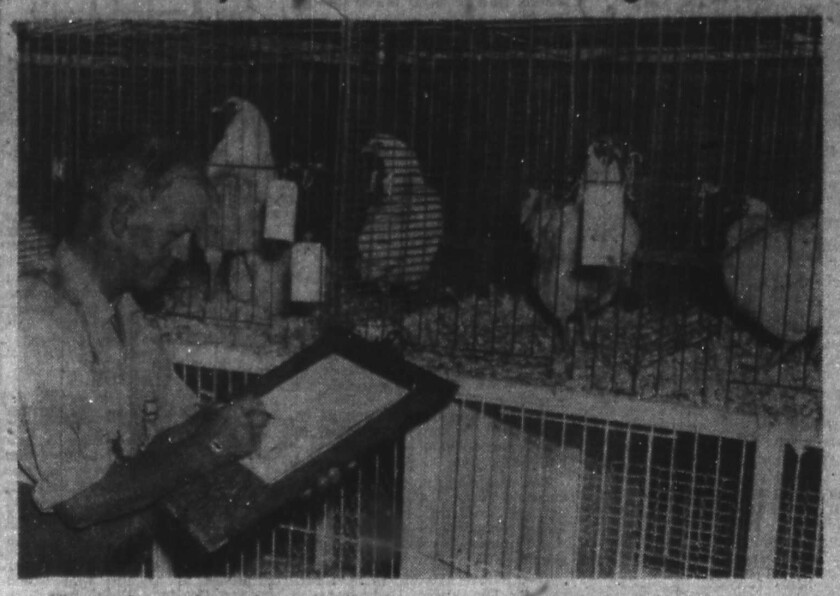 081222.N.Past.Maple Poultry.jpg