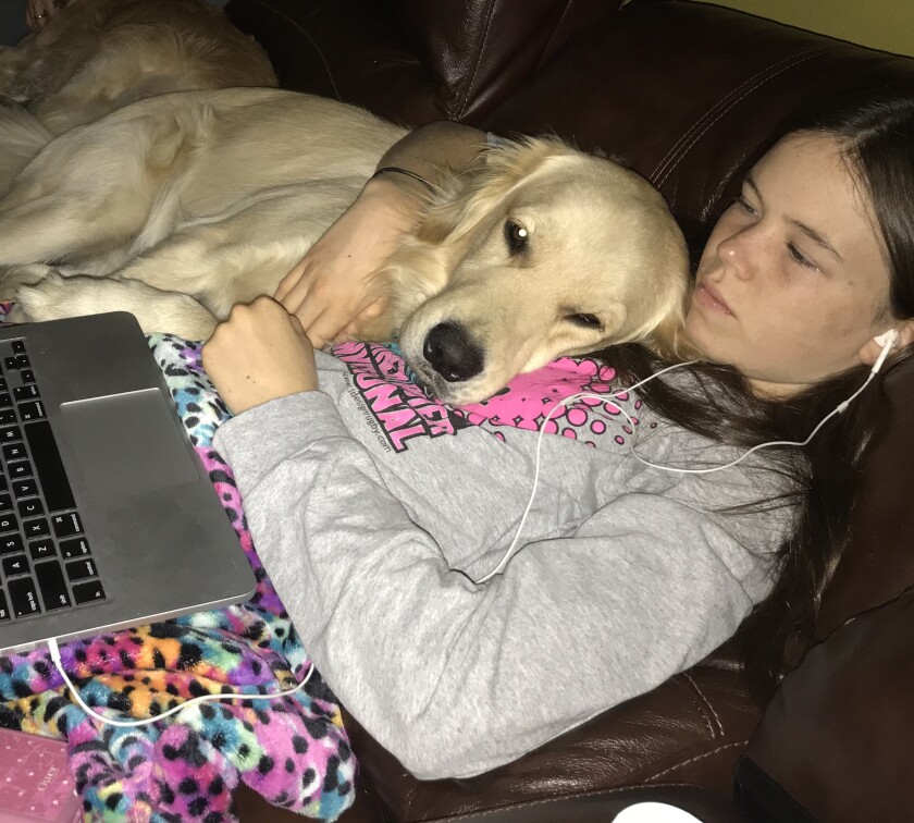 A girl wearing a gray sweatshirt sits with a blonde golden retriever.