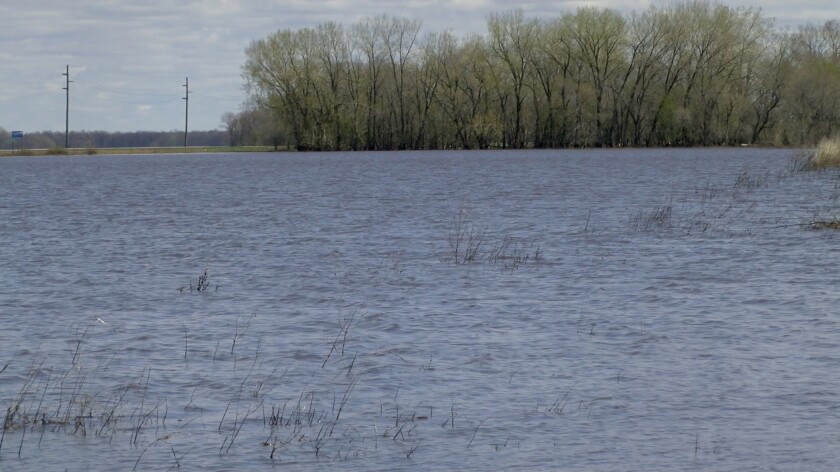 A flooded field is next to a grove of trees.