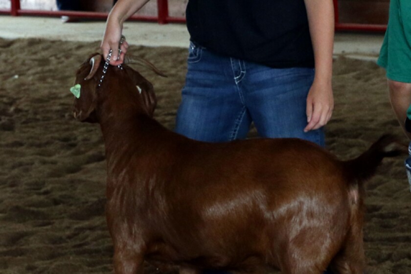 072118.N.DG_. Osceola County Fair 10 web.jpg