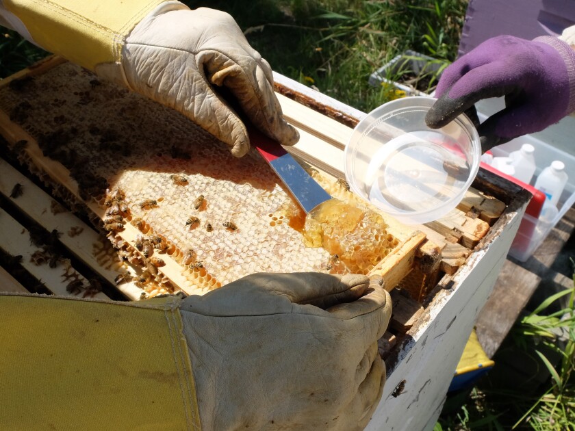 mprhoney-dna-test-02-821.jpg