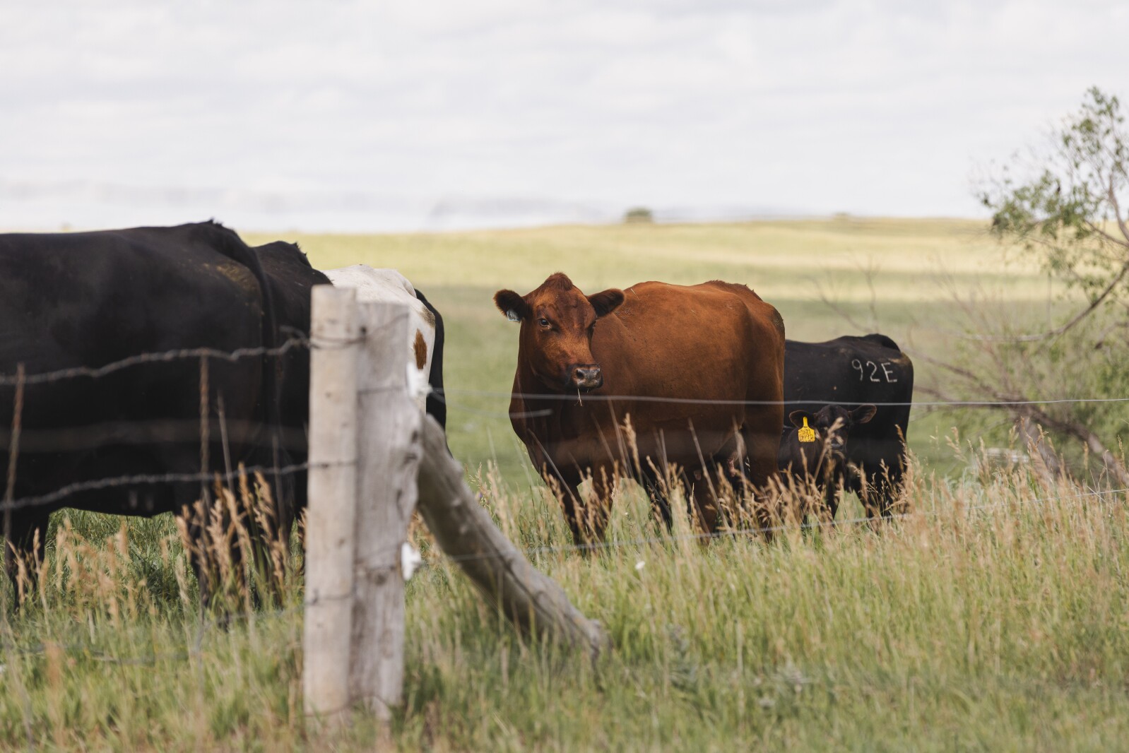 Herd size, high demand for beef among factors on the mind of South Dakota, U.S. cattle producers
