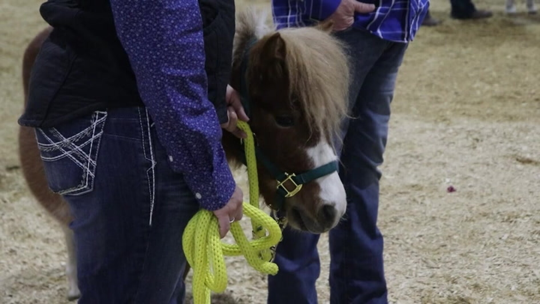 NDSU Bison Strides hosts equine specialist workshop for equine therapy