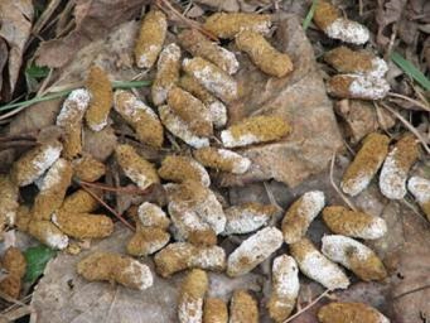 Volunteers Needed To Count Spruce Grouse Poop volunteers-needed-to-count-spruce-grouse-poop