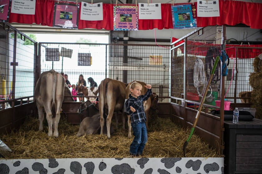 Photos Mower County Fair on Aug. 12, 2025 Post Bulletin Rochester
