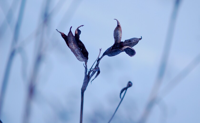 long-stemmed flower with shriveled purple petals
