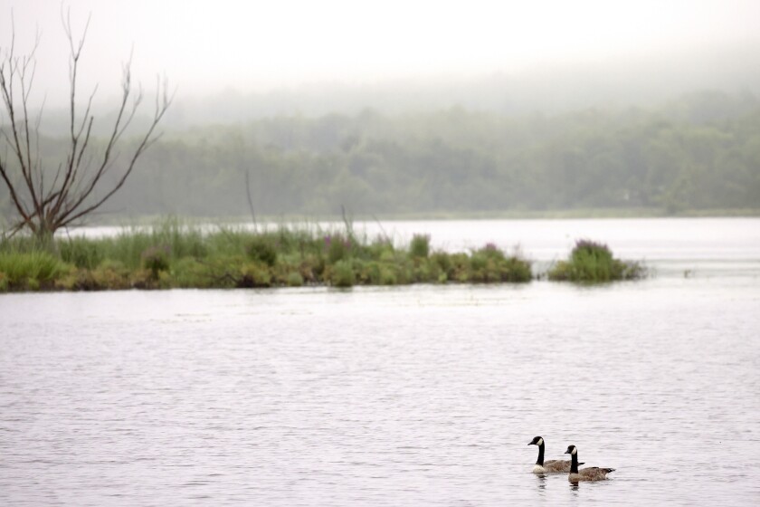 Two geese swimming.