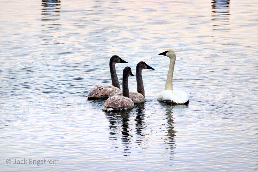Trumpeter swans in water
