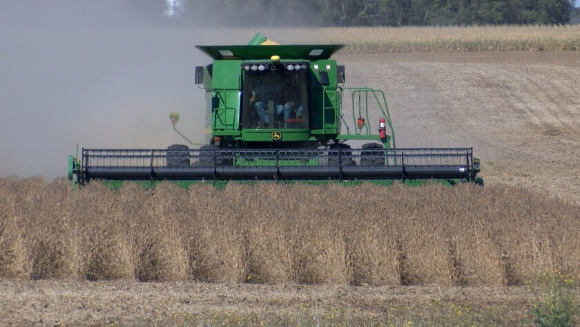 SD Soybean .Still007.jpg