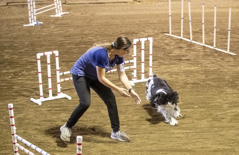 Maddy Carroll and her English Springer Spaniel, "Max," make their way through an obstacle course while participating in a 4-H dog agility judging competition during the Kandiyohi County Fair on Wednesday, August 10, 2022.