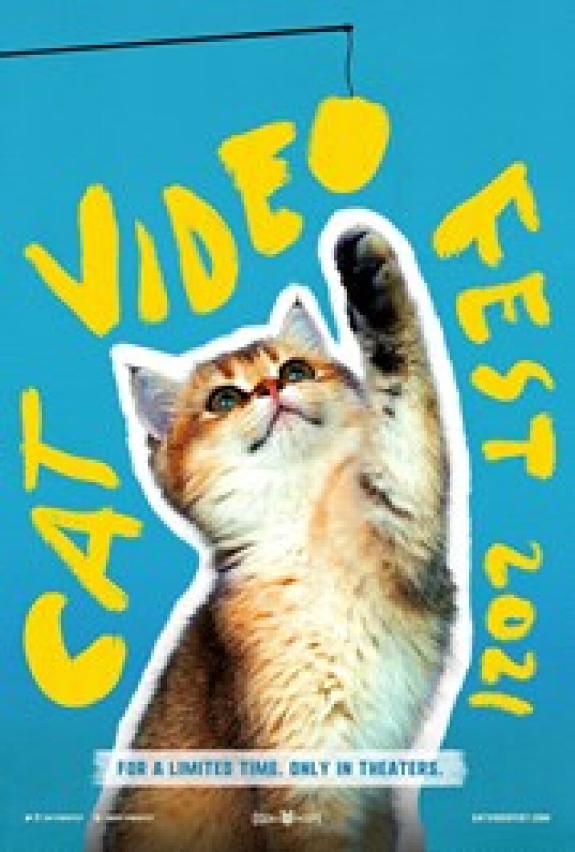 catvid.jpg