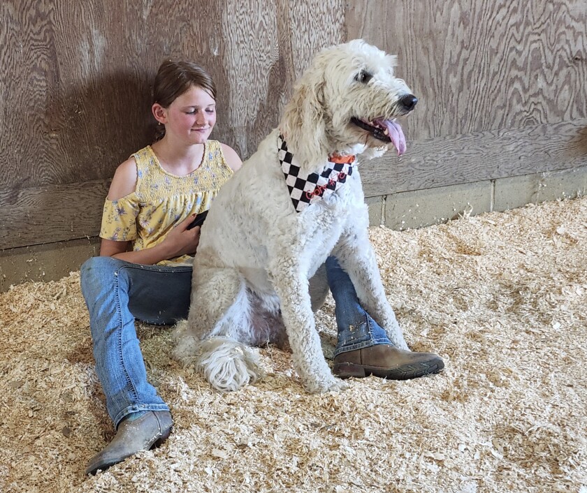 A participant in the 4-H Pet Show waits along with her dog Wednesday, Aug. 10, 2022, at the Jesse Oleson Pavilion at the Cottonwood County Fair.