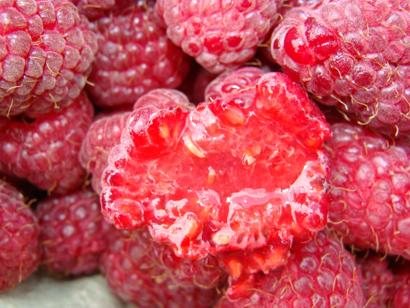 How to prevent fruit flies from infesting raspberry patches - InForum ...