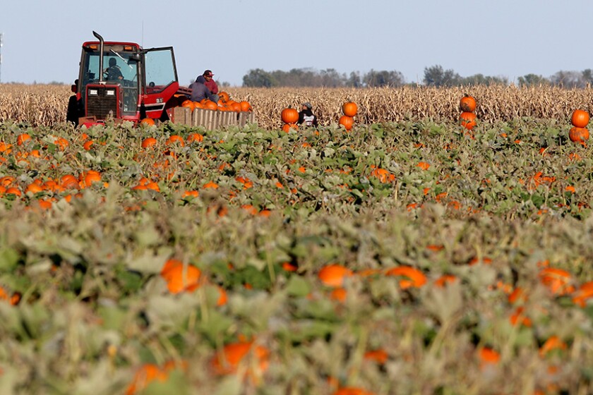 101018.N.DG_.PUMPKINPICKINGweb.jpg