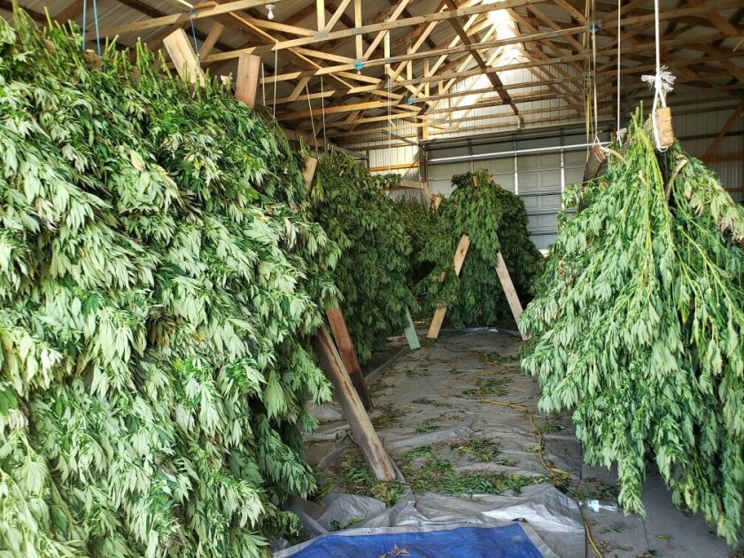 021720.AG.PrairieProductsHempCBDOil07.jpg