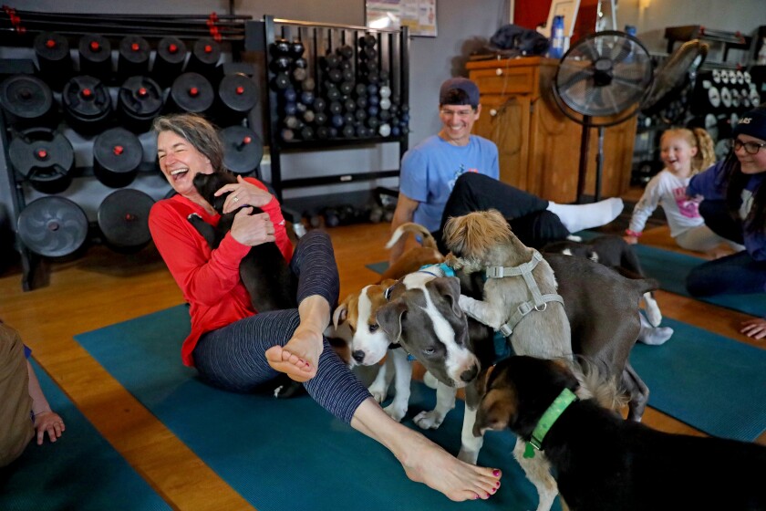 Enthusiastic puppies mob around people trying to do yoga.