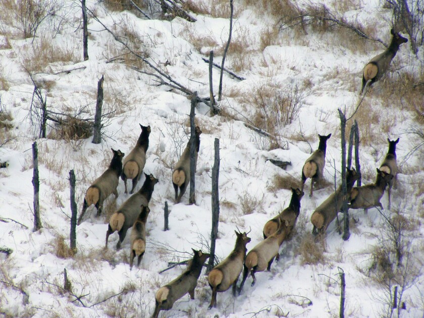 A herd of northwest Minnesota elk is counted in this undated photo from the Minnesota Department of Natural Resources. Results from the DNR's annual winter aerial survey shows a continued decline in elk numbers near Grygla, Minn., and an increase near Lancaster, Minn., in Kittson County. (Minnesota DNR photo)