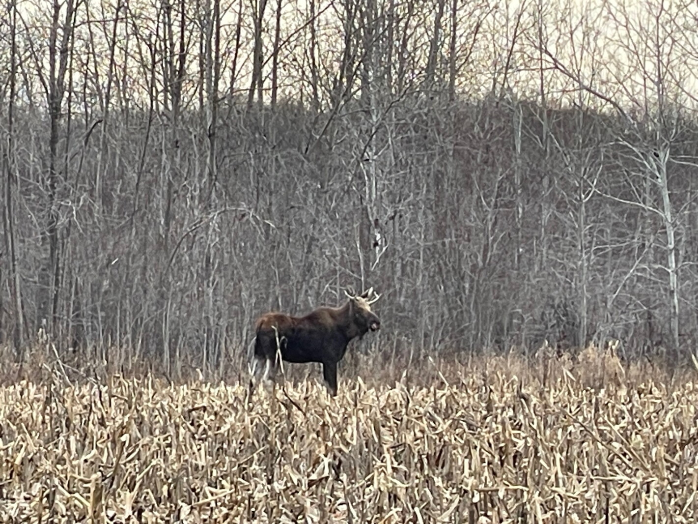 Righteous Moose Rutt — the moose on the loose — spotted in Staples - Wadena Pioneer ...