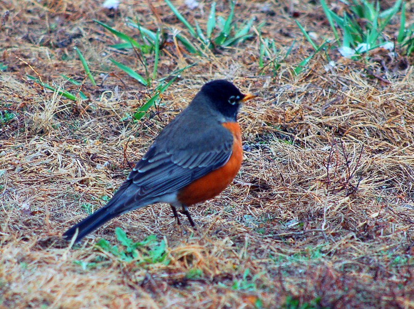 An American robin out on a lawn in spring.