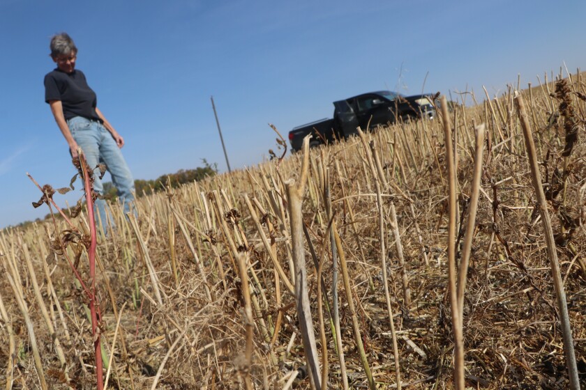 A woman stands next to an "inter-cropped" field, with the taller canola stalks, beneath which is the aftermath of field peas -- harvested together and then separated at the elevator for marketing.